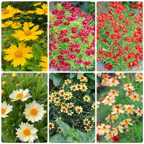 Generic 350 pezzi semi perenni di piante perenni balcone giardi semi di fiori semi di prato pianta decorativa, Coreopsis grandiflora, semi storici fiori di campo semi di fiori di campo estivi va