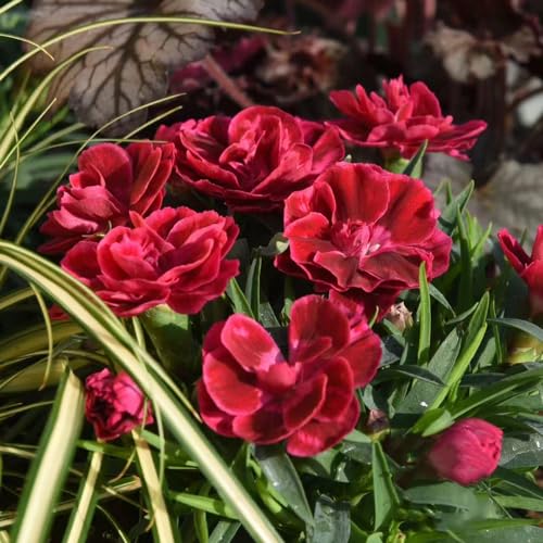 Generic 400 pezzi semi di fiori di garofa, vaso bonsai Dianthus, semi di fiori di campo di piante di chiodi di garofa piante perenni resistenti all'inver per balcone piante da balcone robuste