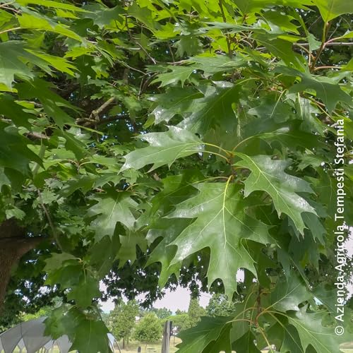 Generico Quercia americana, altezza pianta 60/80 cm, vaso Ø16, Quercus rubra o rossa