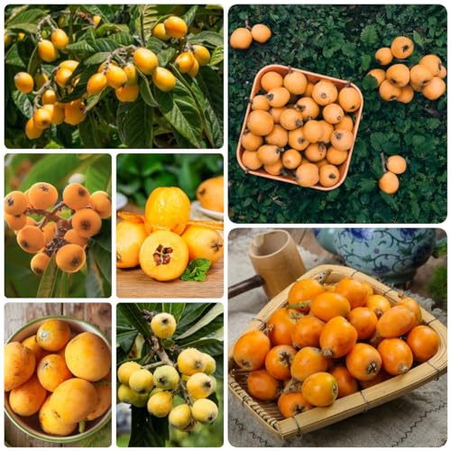 Generic 15 Semi Di Piante Di Nespolo Acquista Regali Di Alberi Da Frutto Per Gli Amanti Del Giardi, Eriobotrya Japonica, Semi Di Bonsai, Piante In Vaso All'Ester Di Piante Da Balcone Con Frutt