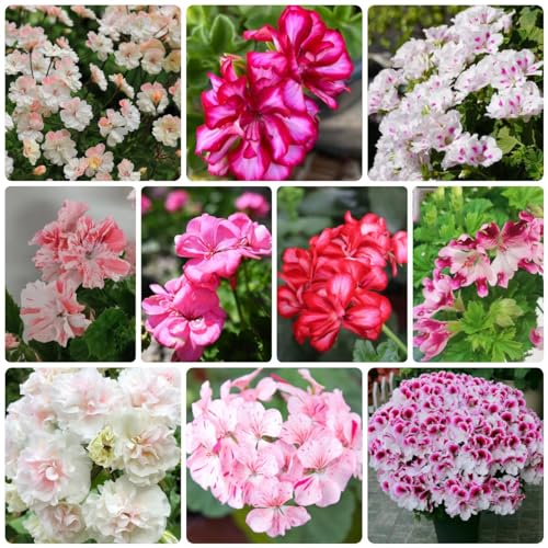 Generic 200 Pezzi Di Semi Di Geranio Prato Fiorito Semina Autunnale Perenne, Decorazione Del Soggior, Pelargonium Hortorum, Piante Per Esterni Resistenti, Semi Di Fiori Perenni Resistenti Alla C