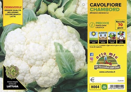 Mitac Piantine di Ortaggi in pack cubettato per la produzione famigliare disponibili in molte tipologie e varietà (Cavolfiore Primaverile Chambord F1 6 piante)