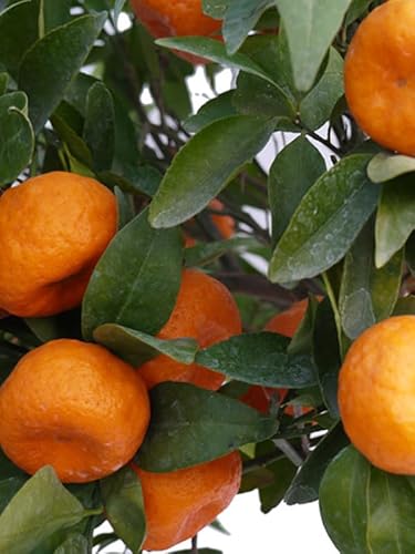 Generico Pianta di Mandarino Precoce in vaso o fitocella