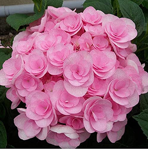 BSptyy 30 Pezzi Ortensia rosa Semi Fiori di cimelio per piantare Giardi ornamentale Giardi Giardi domestico Paesaggio Cortile ester Facile da pulire