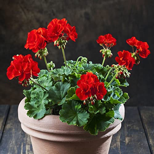 Generic Semi Geranio Rosso (Pelargonium Hortorum), Bellissimo Arbusto Perenne, Semi Fiori Domestico Giardi Ester Fiori Freschi Esotiche Particolarmente Produttive 10 Pezzi (Rosso)