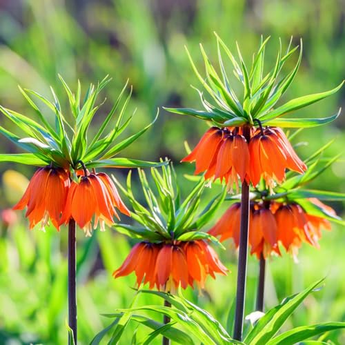 Generic 4 pezzi tuberi corona imperiale perenni aiuola rialzata balcone bulbi a fioritura primaverile Fritillaria, bulbi piccoli regali bulbi fiori selvatici pianta in vaso pianta regali per gli a