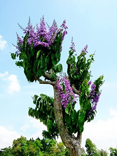 Generico 15 Semi dell'Albero del Fascino Indiano (Lagerstroemia Speciosa)