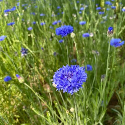 Generic 35 semi di piante di fiordaliso piante rare fiori regalo fiordaliso, Centaurea cyanus, piante resistenti per balcone piante da giardi roccioso regali resistenti per gli amanti del giardi