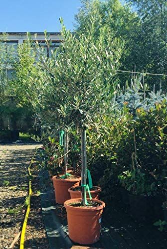 Vivaio di Castelletto Ulivo Olivo Pianta di "Olea Europea" Albero Adulto, Età 10 Anni, Pianta in Vaso 10L,