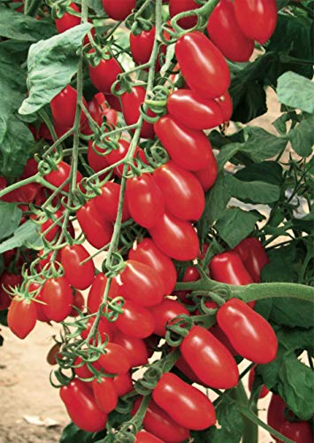 generico piantine da orto piantine di pomodori a citta' e pulecenella (pomodoro datterino rosso 10 piante)