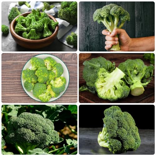 Generic 300 Pezzi Semi Di Broccoli Brassica Oleracea Semi Di Verdure Invernali, Coltivazione Di Piante, Semi Di Broccoli Biologici, Broccoli Freschi, Semi Di Piante, Semi Di Ortaggi Varietà Anti