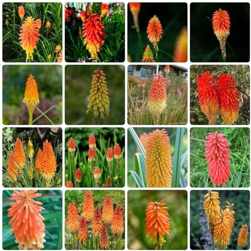 Generic 45 pezzi di semi di piante kniphofia semi di fiori di campo perenni giglio torcia Kniphofia uvaria vaso bonsai regali sostenibili per le donne semi di pascolo di api fiori da giardi