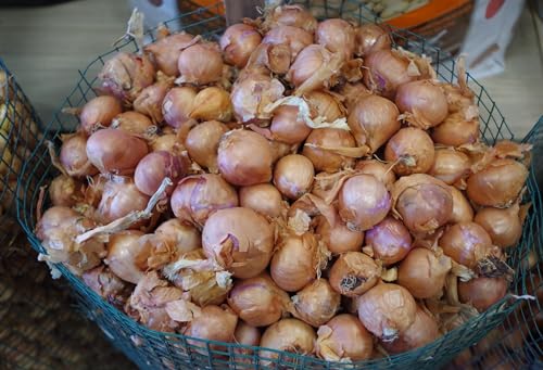 Generic Patate da semina in formato mini-tuberi per la produzione nell'orto famigliare diverse varietà e quantitativi (Scalogno rosso red Sun, 500 grammi)