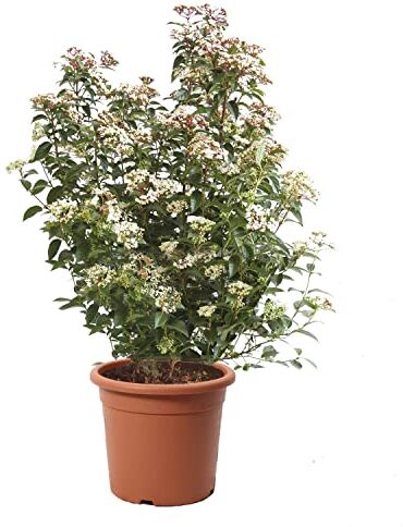 Kentis Viburnum Tinus 'Eve Price' Pianta di Viburno Piante Vere da Esterno Sempreverdi Resistenti Pianta da Siepe H 60-80 Vaso Ø 24 cm