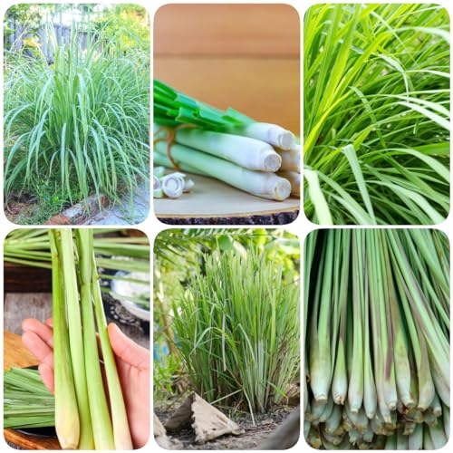 Generic Acquista 250 pezzi di semi di piante di citronella semi di erbe pianta d'appartamento, Cymbopogon citratus, piante aromatiche piante resistenti per piante aromatiche da giardi piante da