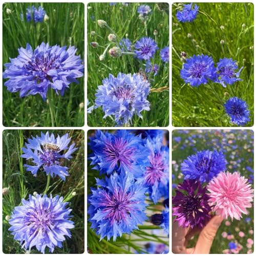 Generic 5 semi di piante di fiordaliso regali per gli amanti del giardi fiordaliso, Centaurea cyanus, fiori da balcone, piante da balcone, piante da appartamento resistenti, decorazione da giard