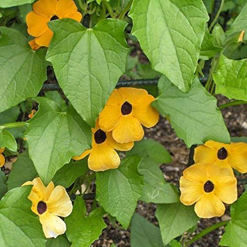 CIFO Thunbergia rampicante gialla (Semente)