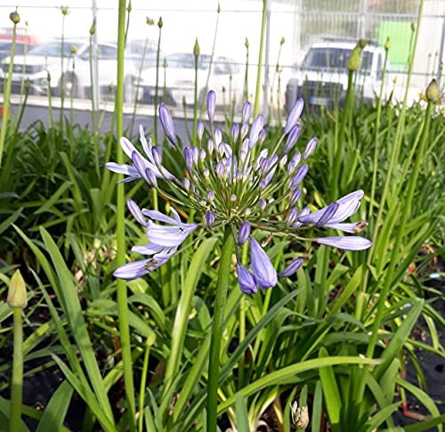 Vivai De Laurentiis Agapanthus Africanus Blue (Giglio Africano) Blu Vaso 19 cm