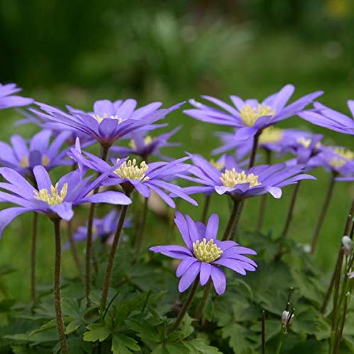 Generic Portal Cool 50 Lampadina: Anemone Blanda blu Inverno Windflower, Fiori di Primavera, 25 o 50 Tuberi * Vendita