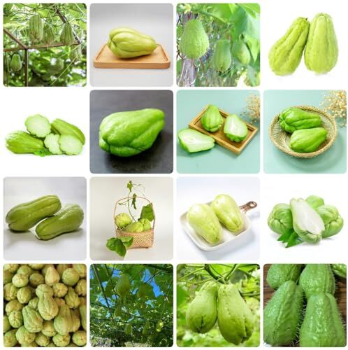 Generic 250 pezzi semi di chayote semi di ortaggi semi di ortaggi invernali piante, Sechium edule, semi biologici ortaggi in vaso piante da giardi piante da orto piante resistenti all'inver pe