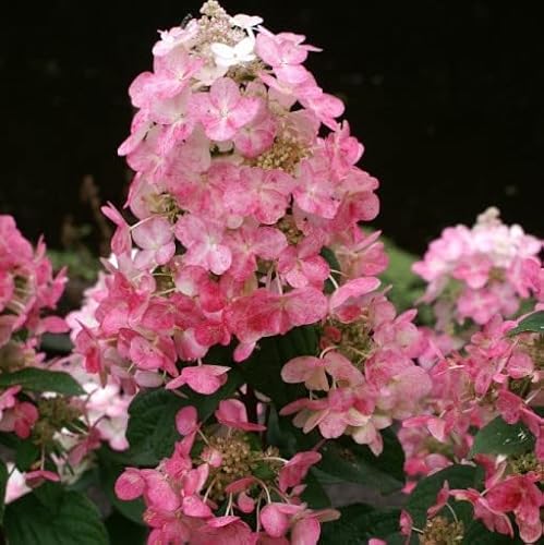 CIFO Hydrangea paniculata"Magical Fire" [Vaso Ø17cm]