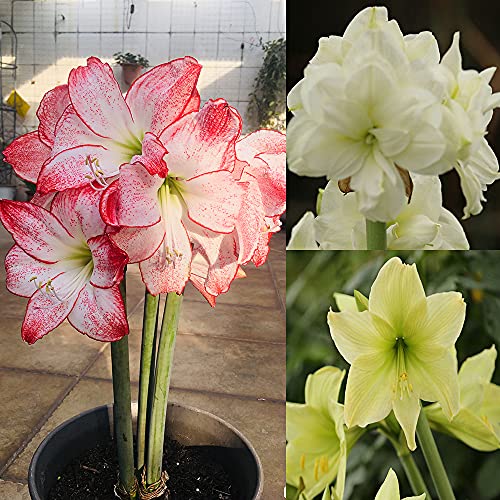 FStening 3 Pezzi Rosso Bianco Verde Tre Misto Bulbi Amaryllis Esisto Molte Varietà Di Orticoltura Hippeastrum Diverse Forme Solitamente Utilizzate Per Abbellire La Tua Casa