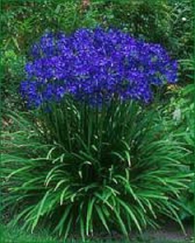 SVI 25+ Agapanthus blu Giglio dei semi del Nilo fiore/perenne