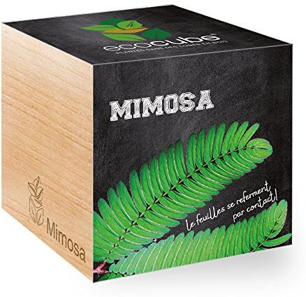 Feel Green Ecocube, Mimosa, Le Foglie Si ritirano se toccate, Idea Regalo (100% Ecologica), Kit per Far Crescere la Propria pianta, Piante in cubi di Legno da 7,5 cm, Prodotto in Austria