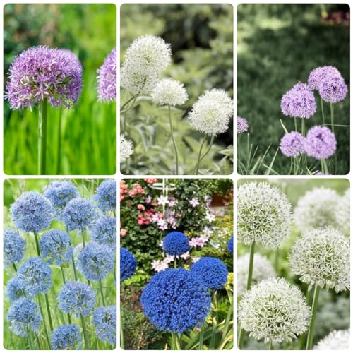 Generic 12 bulbi di piante di allium giganteum, piante in vaso estremamente resistenti, piante resistenti all'inver per cipolle ornamentali da giardi cipolle giganti coltivazione idroponica