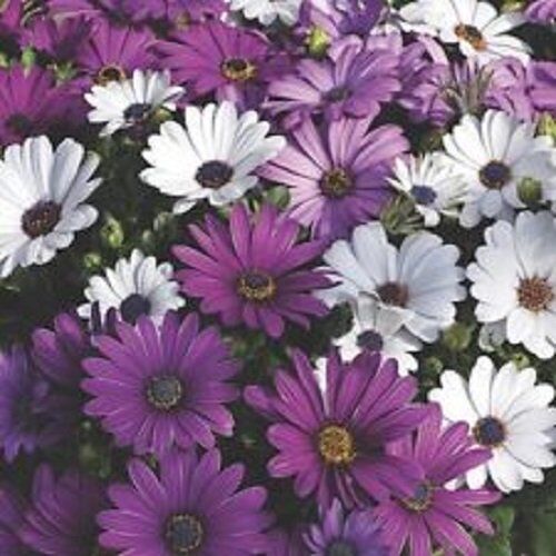 SVI 20+ Bianco e Viola africana Fiore Margherita Seed Mix/Osterspermum/perenne