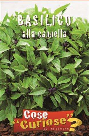 acquaverde Semi Sementi Basilico Alla Cannella (2 BUSTINE) Erbe Aromatiche