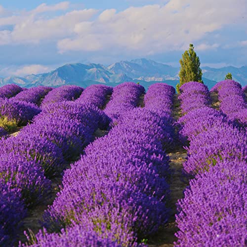 Generic Lavanda Pianta Vera, Semi Lavanda, Letto Di Erbe Balcone Letto, Semi Erbe Regali Sostenibili, Semi Di Prato Fiorito Semi Perenni Resistenti Piante Da Balcone Resistenti 100 Pz