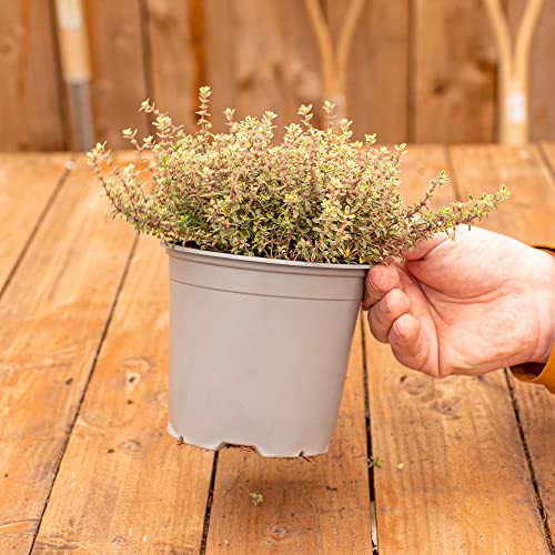 GardenersDream Thymus Silver Queen Thyme Bush   Pianta da giardino con erbe aromatiche   Cucina culinaria erbe fresche crescere il proprio