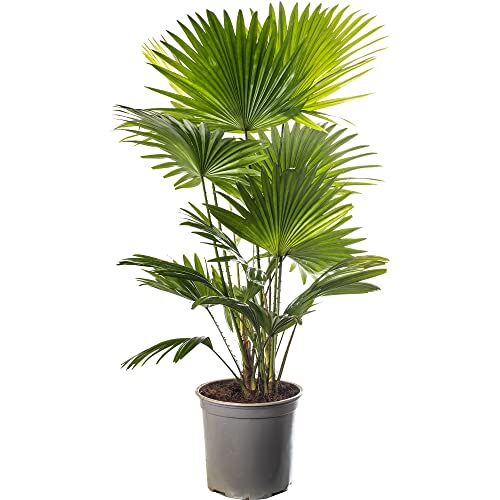GardenersDream Livistona Fan Palm, grande pianta tropicale da interno, vera sempreverde, alta e maestosa.