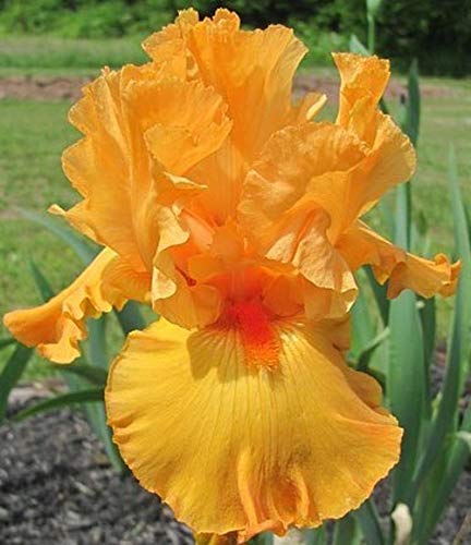 Flower field Story 6Pezzi Lampadine Iris Fioritura Arancione Iris Barbuto Pianta Profumata Ora Per Fioriture Autunnali Fiori Ornamentali Da Balcone Da Giardino