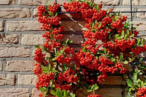 Vivaio di Castelletto Piracanta rossa "Pyracantha coccinea" Agazzino pianta da siepe in vaso ø16 cm h 150 cm circa con canna