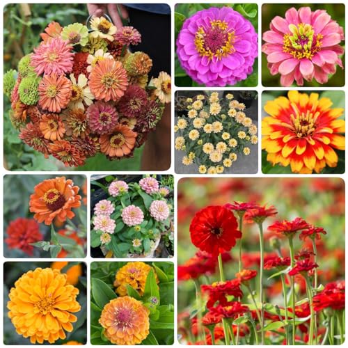 Generic 500 Pezzi Di Semi Di Zinnia, Piante Per Esterni, Resistenti, Copertura Del Terre, Semi Di Zinia Perenni Resistenti Zinnia Elegans Piante Erbacee, Fiori Per Balcone, Semi Di Fiori Recis