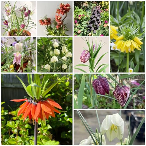 Generic 200 pezzi semi di corona imperiale, semi di piante da interno, piante perenni resistenti (Fritillaria Imperialis), regali di Pasqua, semi di fiori regalo per gli ospiti, fiori da letto per balcon