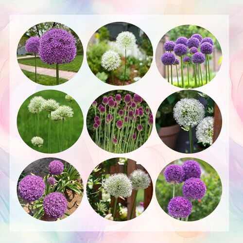 Generic 3 pezzi di mix di bulbi allium, bulbi allium giganteum, bulbi a fioritura precoce, piante perenni resistenti, fioriere perenni, bulbi ornamentali, bulbi allium, tuberi, regali per gli amanti dell