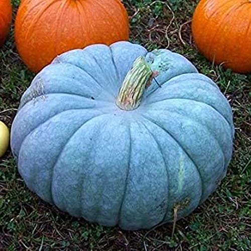 Steelwingsf 1 Borsa Semi Di Zucca Blu Romanzo Pianta Medicinale Annuale Pera Semi Di Zucca Per Fattoria Giardino Fiori Semi Per Piantare All'aperto Semi di zucca blu