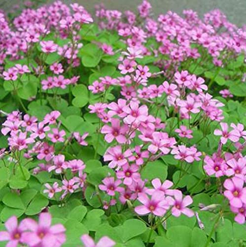 BSptyy 5 Pezzi Oxalis Lampadine per piantare erbe perenni giardino all'aperto bassa manutenzione facile sopravvivere fiori cimelio giardinieri come mazzi di fiori recisi