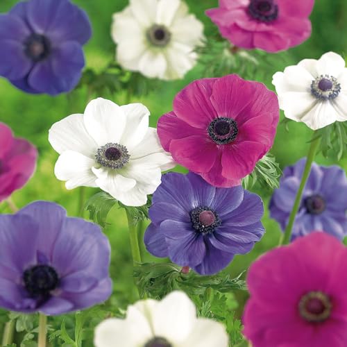 BAHELS Specie Rare,Facile da coltivare,L'anemone ha una fragranza affascinante,Decorazione del giardino,Naturale,Anemone Bulbi-5 Bulbi-C