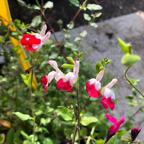 CIFO Salvia greggii"Hot Lips" [Vaso Ø17cm]