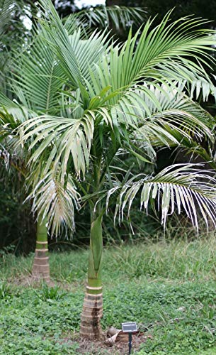 tropical-seeds Archontophoenix alexandrea 50 palma semi -