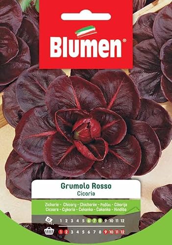 Blumen SEMI CICORIA GRUMOLO ROSSO  SEMENTI ORTO