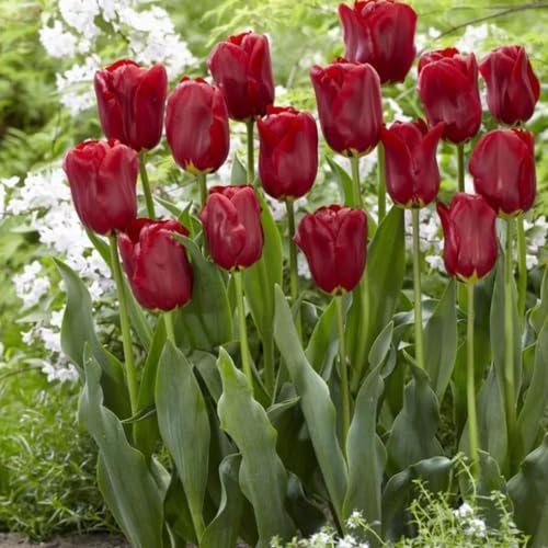 IOFMVF Tulipani Bulbi, Tulipani Resistente Al Freddo, Tulipani Impianto Tulipani Tubero Tulipani Rizoma Tulipani Plant Live, Tulipani, Tulipani Plant Live Large Tulipani Perenne-25 Bulbi -C