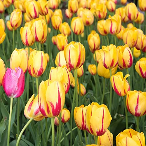 BRKENT Bulbi Tulipani Di Fiori Perenni Rustici Tulipani Esotici Fiori Decorazione Ornamentali Bulbi Piante Da Balcone Fioriere Da Giardi Mazzo Di Fiori Da Giardi 5 Bulbi Di Tulipa Rosso Giallo