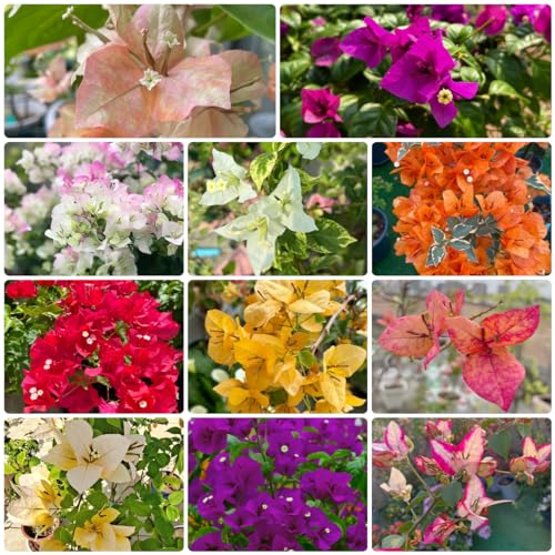 Generic Piante di bouganville acquistare semi 50 pezzi mix regalo di semi di fiori di albero di bouganville, semi di bonsai fiori da balcone, Bougainvillea spectabilis, piante rampicanti semi di fiori