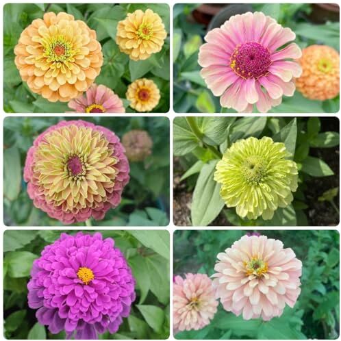 WJKWY-Q 70 pezzi di semi di zinnia, piante da appartamento, requisiti di scarsa illuminazione, giardinaggio, piante resistenti per il giardi, semi di prato fiorito, semi di fiori selvatici perenni