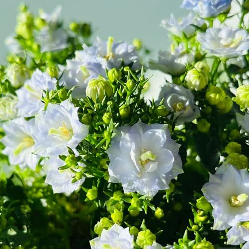 Generic 80 pezzi semi di campanula campanula regali sostenibili per le donne, serie di piante rare, semi di prato di fiori selvatici piante da giardi perenni decorazione floreale semi da giardi